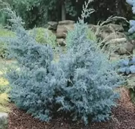 Можжевельник китайский   Блю Альпс  Juniperus chinensis  Blue Alps